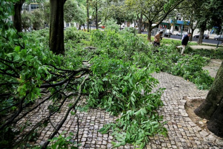 Abate de árvores no Jardim Cesário Verde em Lisboa motiva protestos